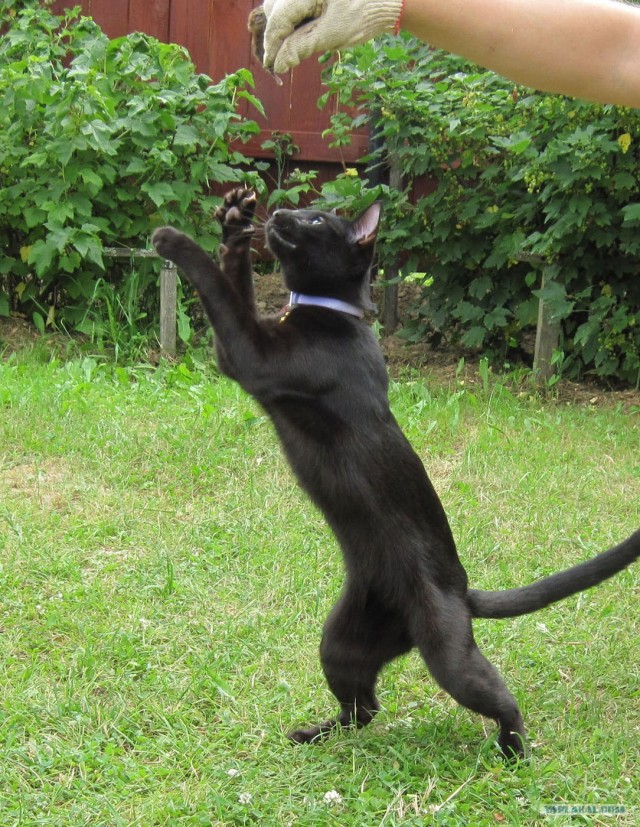 Состоятельный котовторник