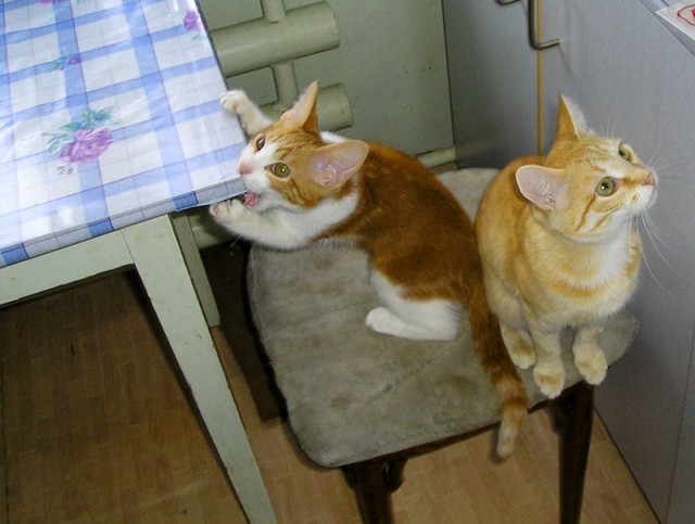 Котовторник 22.11.11