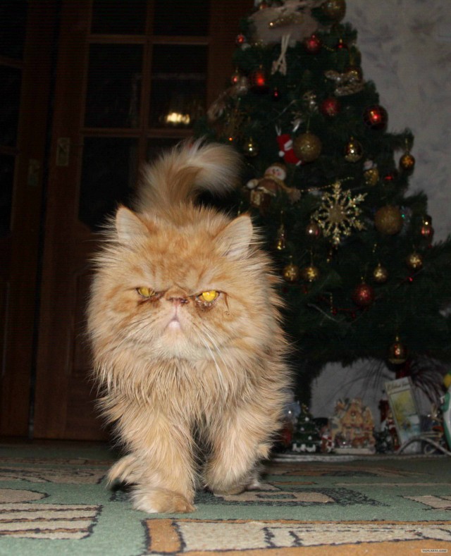 Котовторник (10.01.2012)