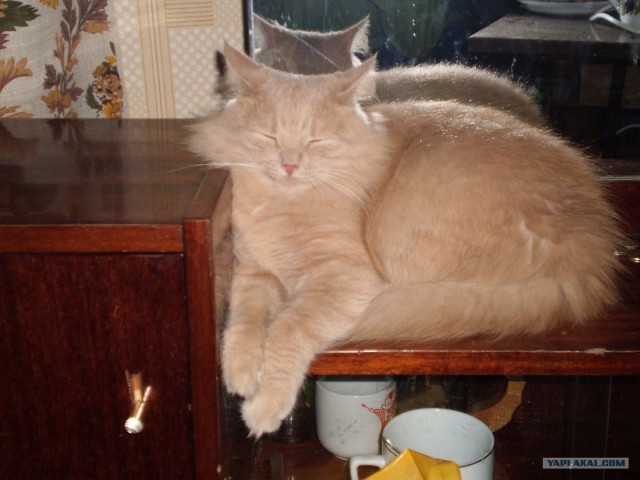 Котовторник (24. 01. 2012 )