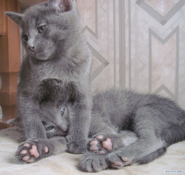 Котовторник (14.02.2012)