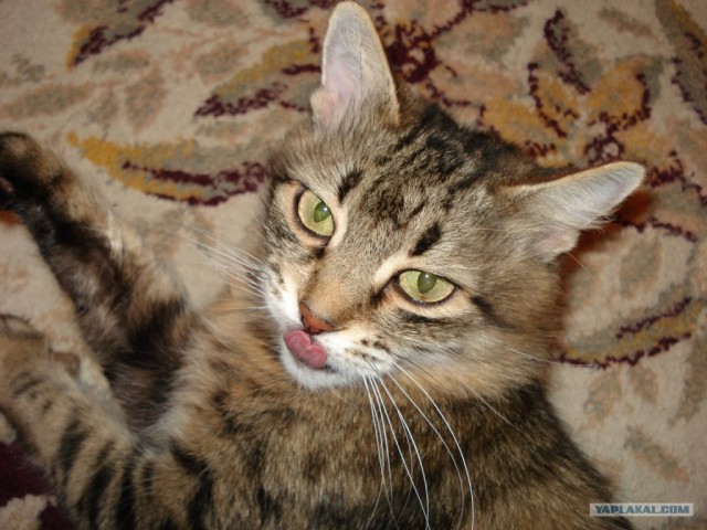 КОТОВТОРНИК (6.03.2012)