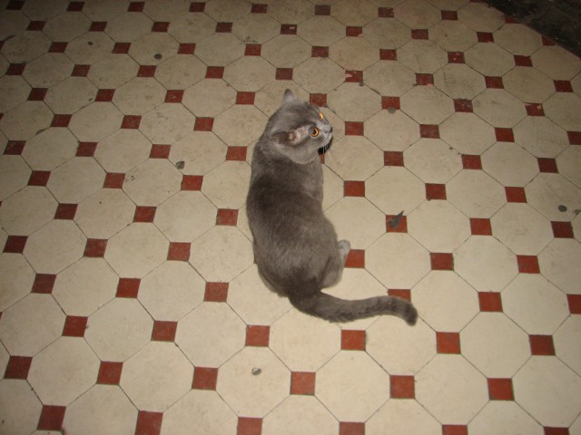 Котовторник 2019