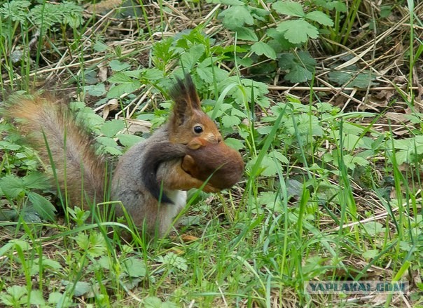 Мама-белка переносит бельчонка, спасая от вороны