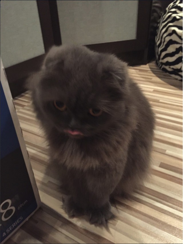 Забавные фото котеек