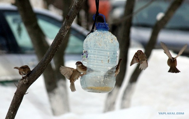 Белая ворона