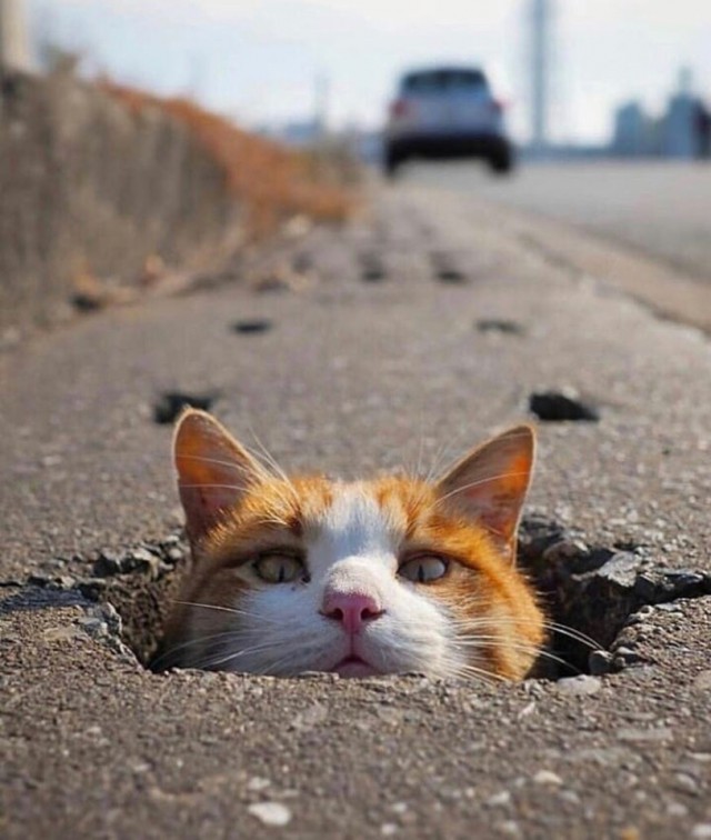 Живность из сети