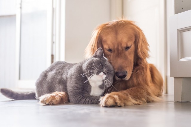 Уже не котовторник, но еще и не собакочетверг