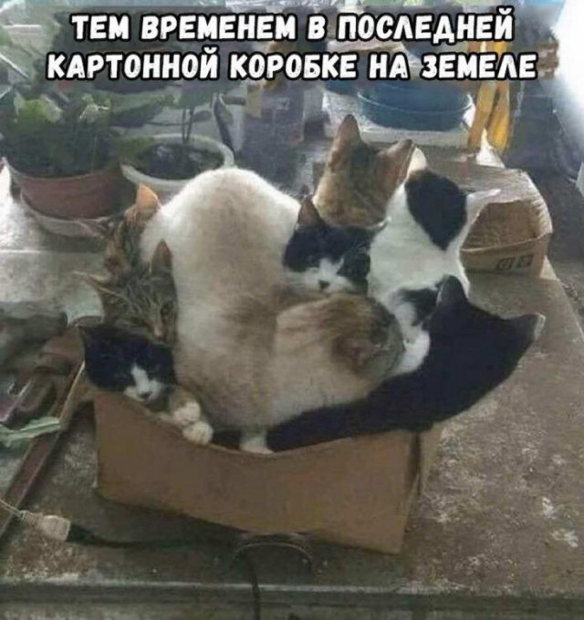 Бредзона