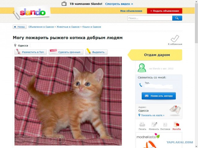 Кому котика?