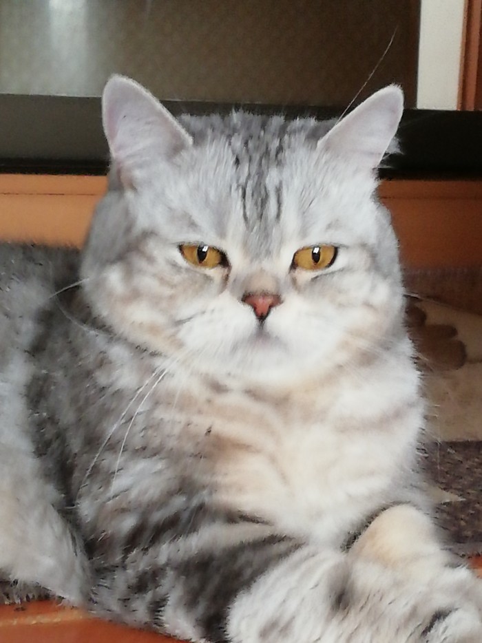 ЯП в кошках