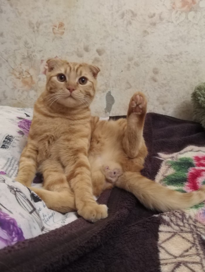 ЯП в кошках