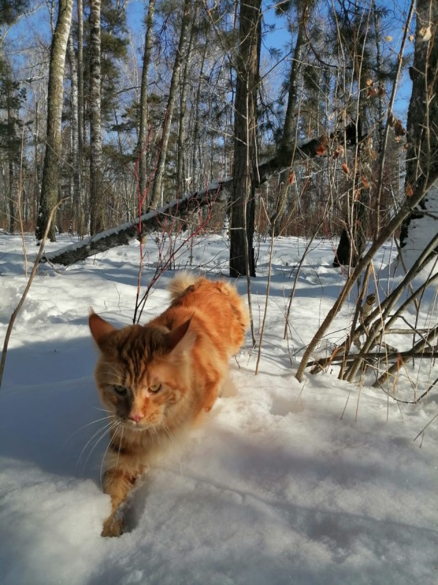 ̶К̶о̶р̶о̶н̶  Котовторник!