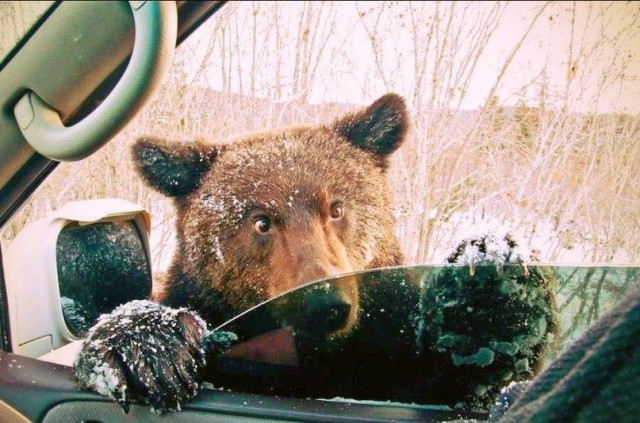 Эти забавные животные