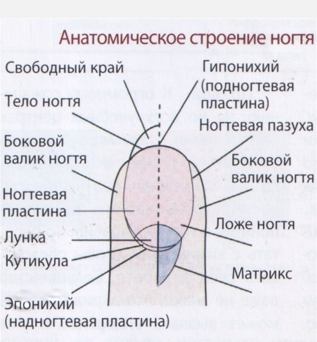 Жрун вместо кормильца: как выгоды семейной жизни превращаются в потери