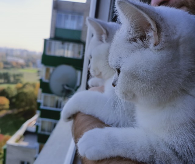 Котовторник 13.10.2020