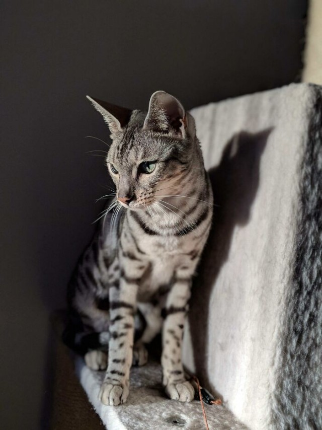 К - Котогеничность