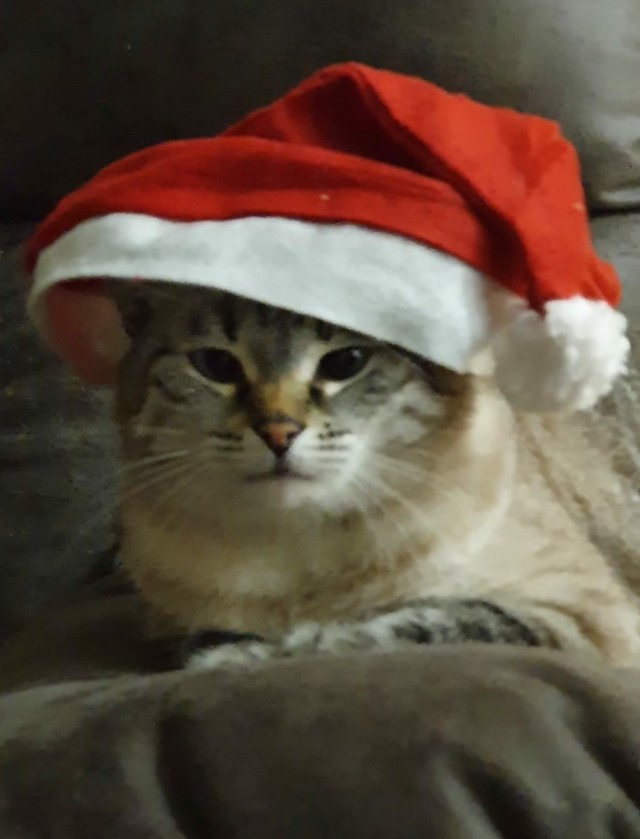Котовторнику посвящается
