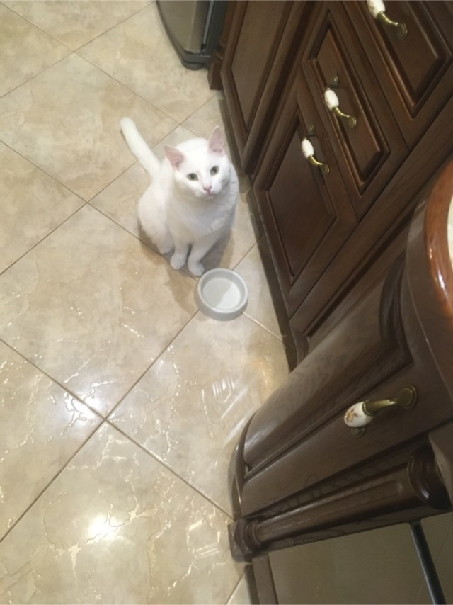 Котовторник!