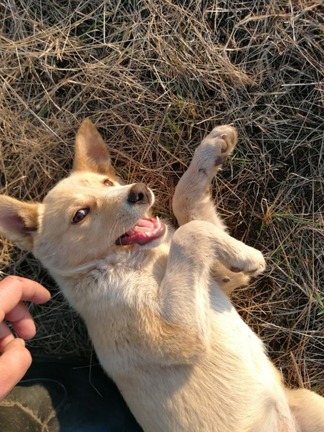 Собака на сене
