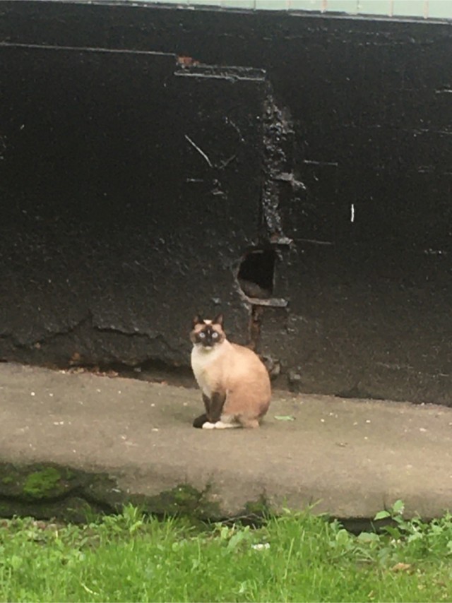 Кошкин день! Я, видимо первый.