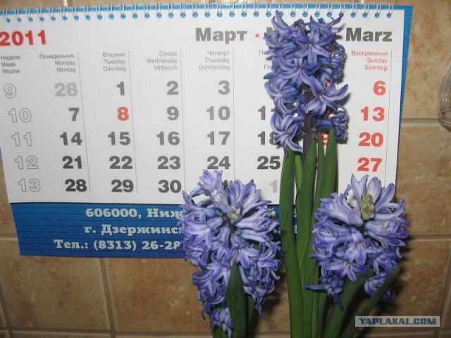 8 Марта International, или "Как пережить 8-е марта" – II