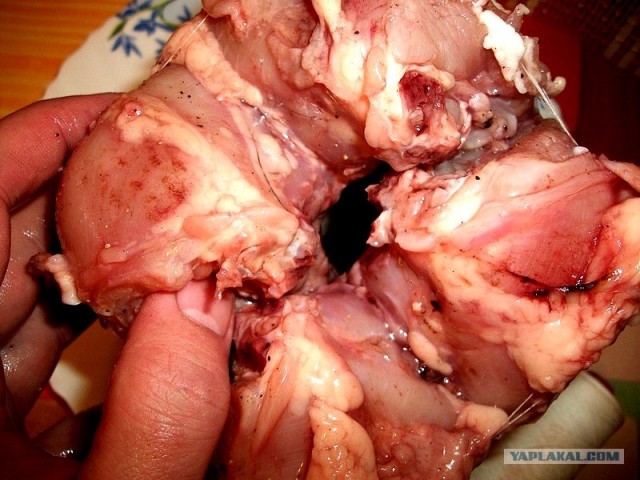 International одной книги., В память о Дженибеке.