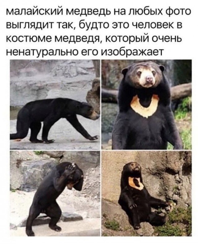 Баянисто-небаянистый юмор 26.09.21