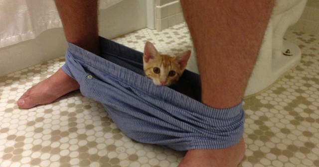 Котам начхать на вашу приватность