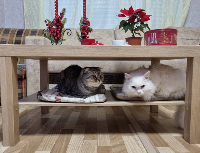 Кот, член семьи или кот тролль?