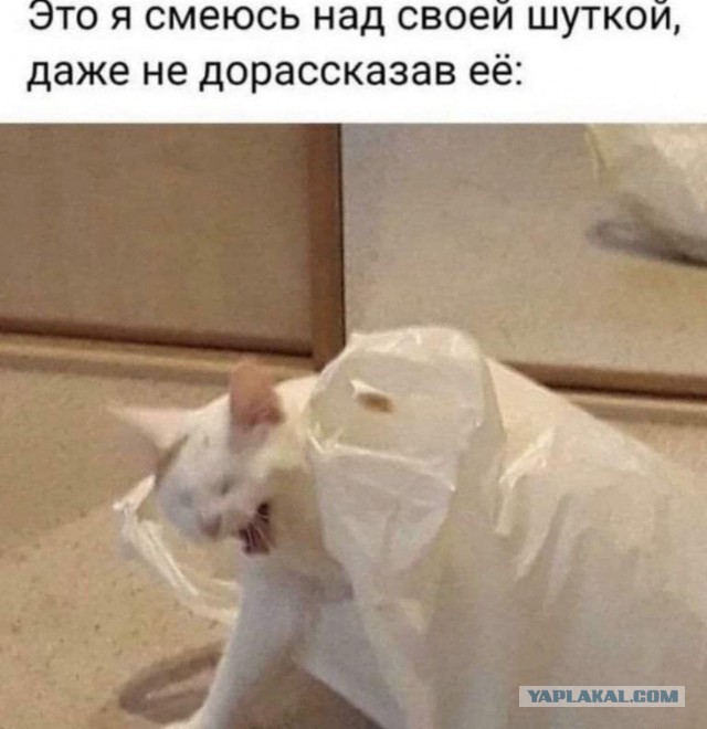 Веселые картинки и видосики