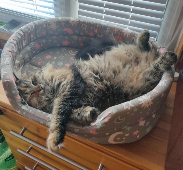А это мой котан к котовторнику