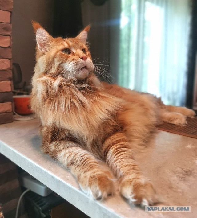 А вот и котовторник 24.05.2022
