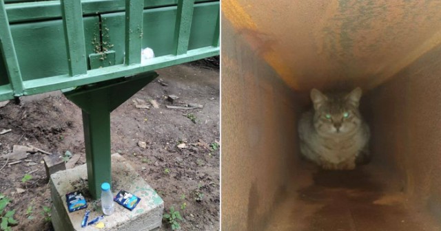 В Битцевском лесу спасли кота из стальной конструкции нового моста, в которую его  замуровали строители