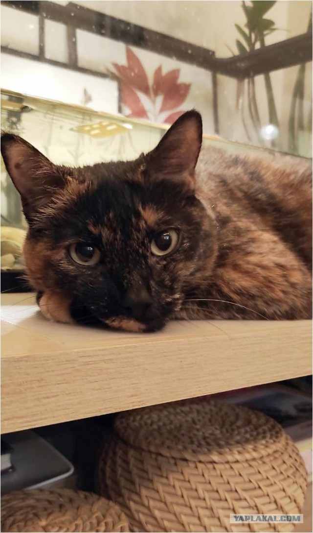 Ура! Котовторник.