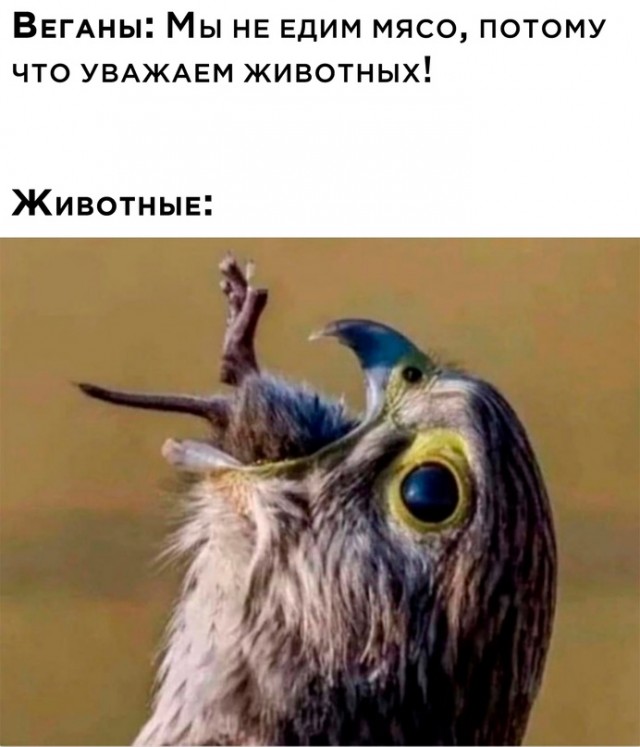 Картинки и мемы для настроения. Выходные рядышком...