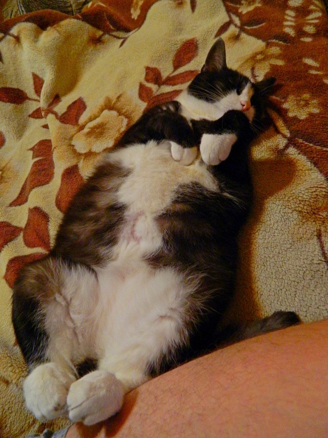 Котик с приюта