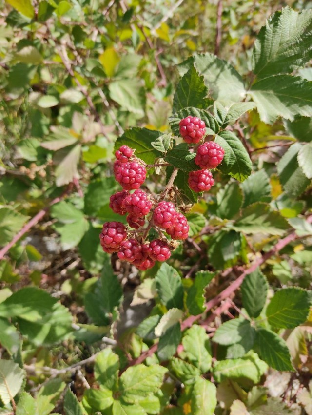 На Алтае, на лошадях и в ужасе⁠⁠
