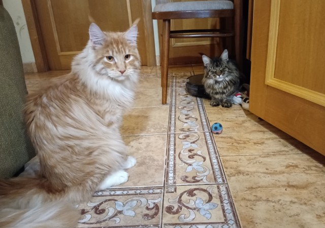 Кошка
