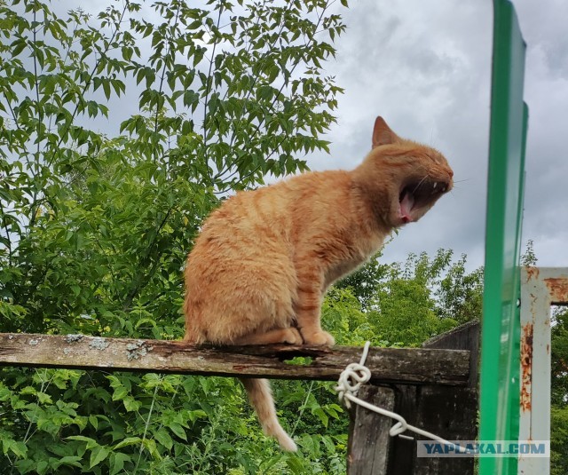 Котовторник Рыжих