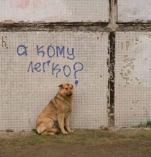 Просто фотки с животными №2