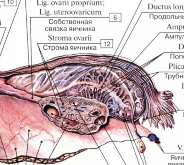 Настоящее чудо случилось у жительницы Подмосковья: