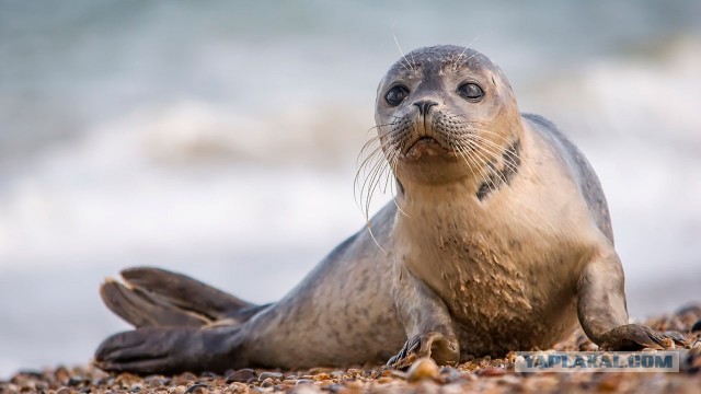 Номинант премии товарища Дарвина