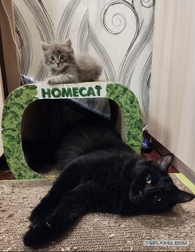 Котовторник 09.04.24