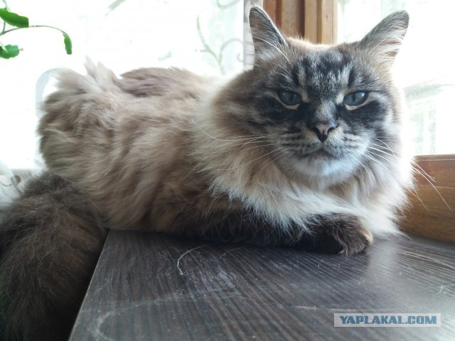 Котовторник!
