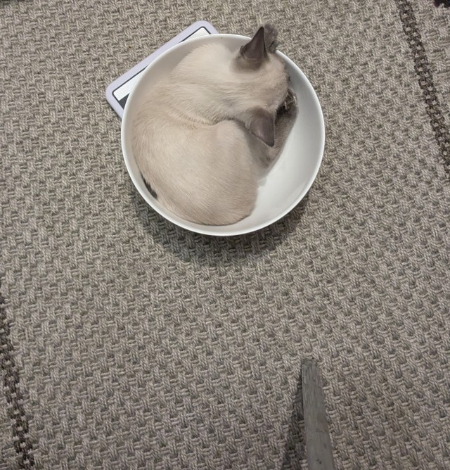 Нажрался и спит