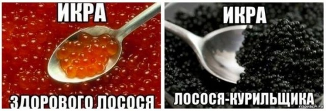 В России упали цены на красную икру