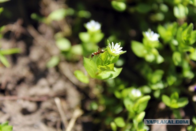 Немного летнего макро