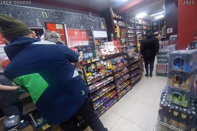 Новосибирец пришёл в алкомаркет с бездомным котом, а тот вырвался и разбил несколько бутылок с коньяком и вином