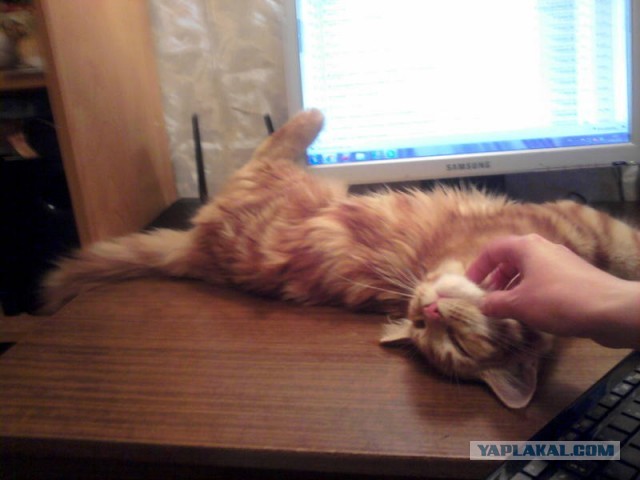 Немного о  Мейн Куне.